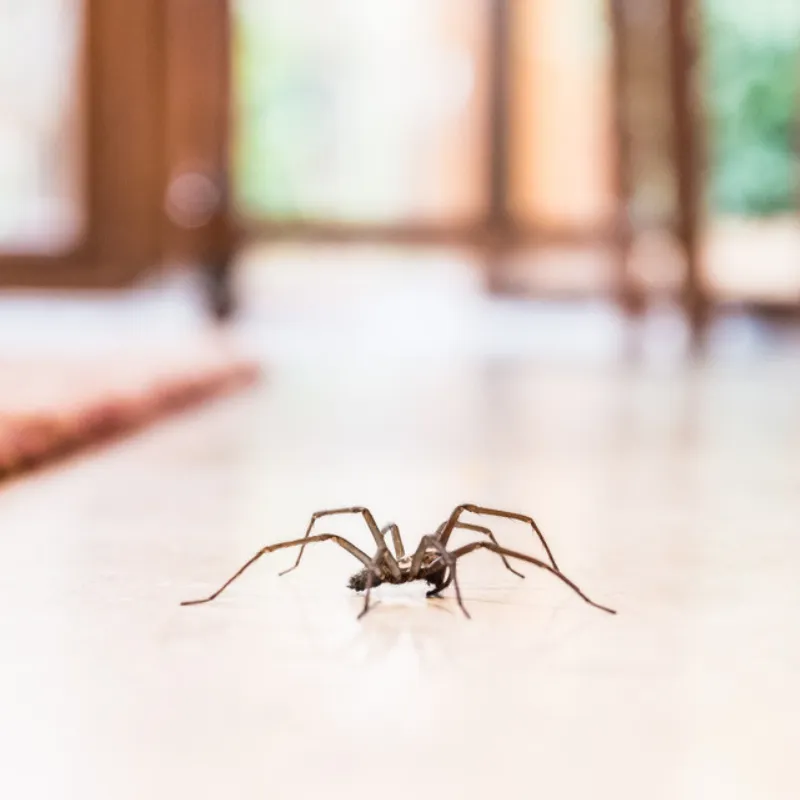 9 Tips to Keep Your Home Pest-Free