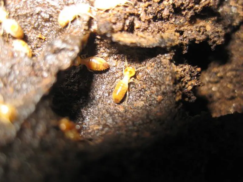 How to Eliminate Termites From Australian Homes - Our Guide