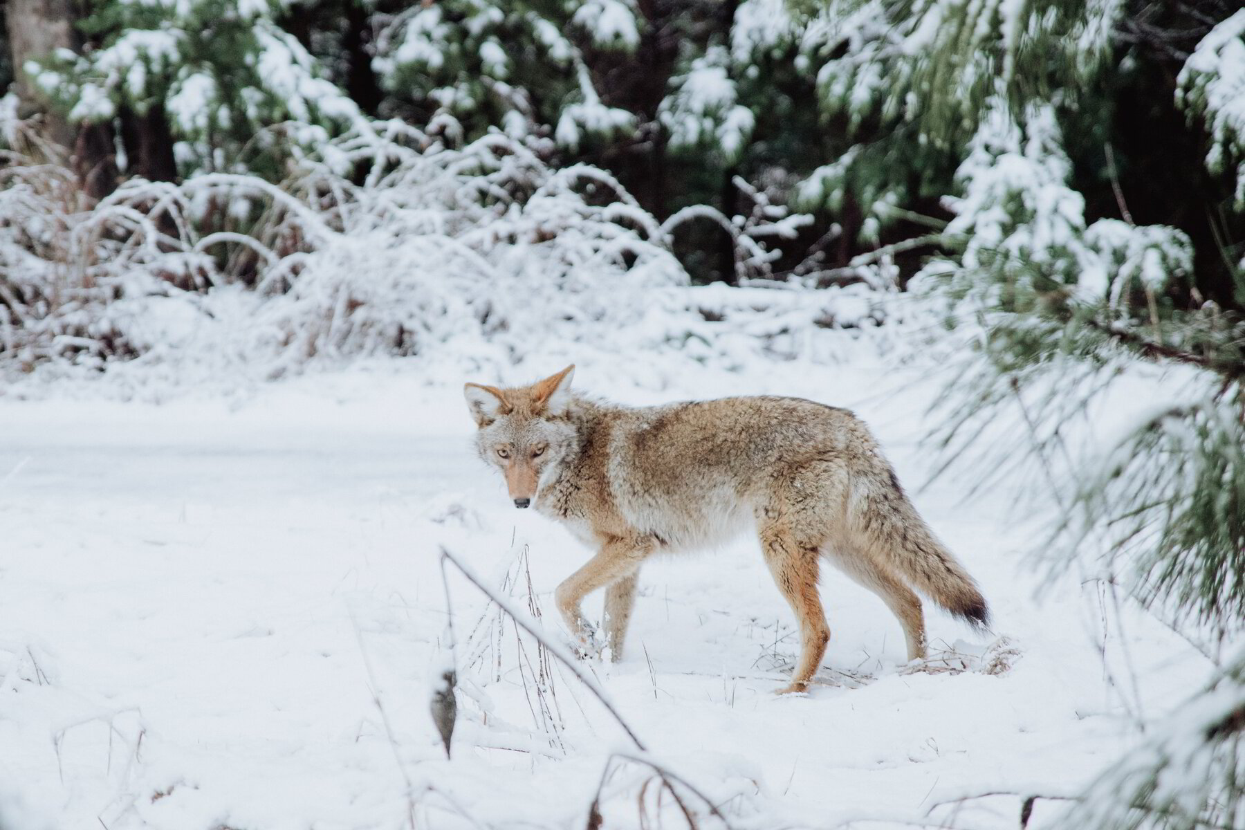 The Environmental Impacts Of Coyotes