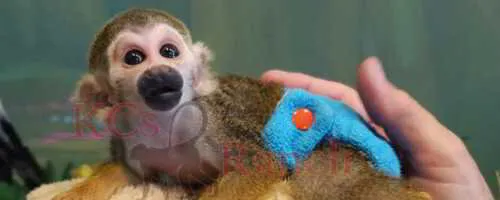 KC's Ranch - Exotic Animals & New World Primates - Contact Us
