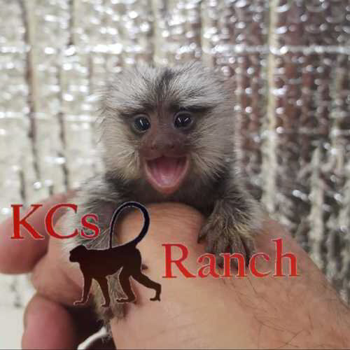 Cheapest Monkey Marmoset Monkeys For Sale