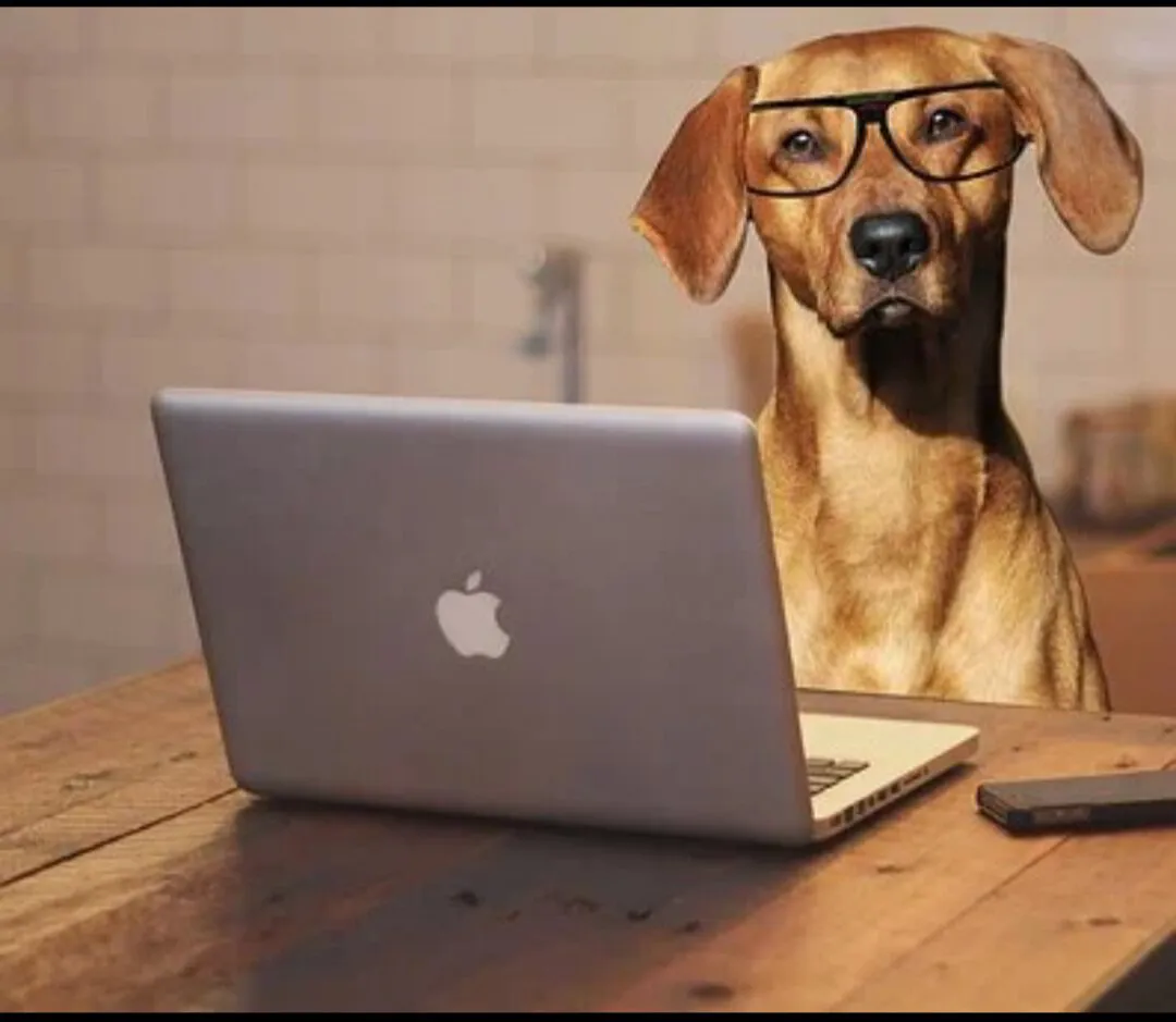 Hund med glasögon vid datorn