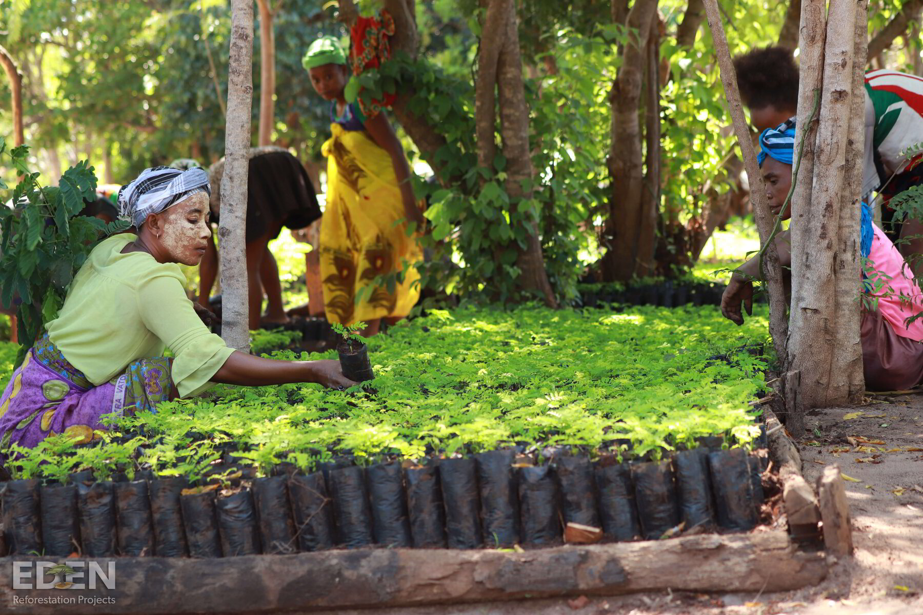 How Tree planting Organisations Are Helping To Recover The Ecosystem