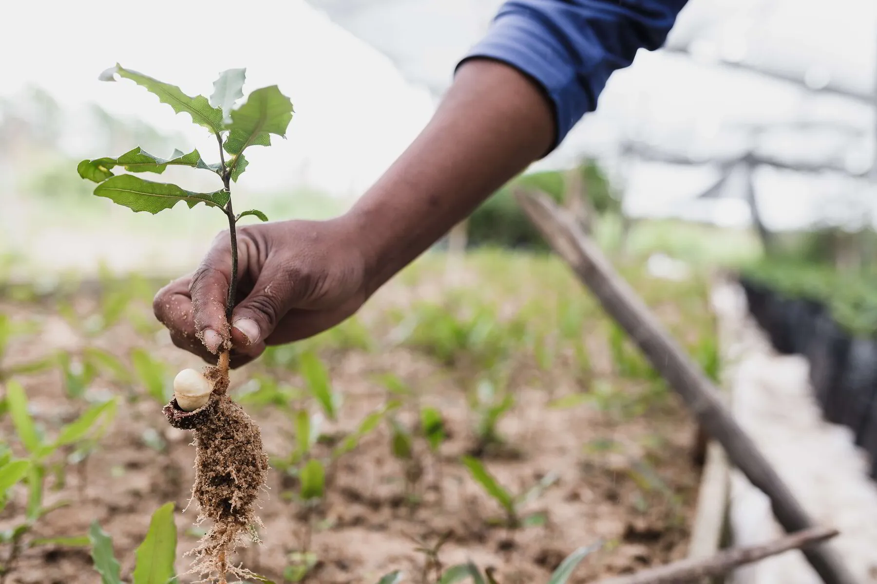 How tree-planting organisations are helping to recover the ecosystem