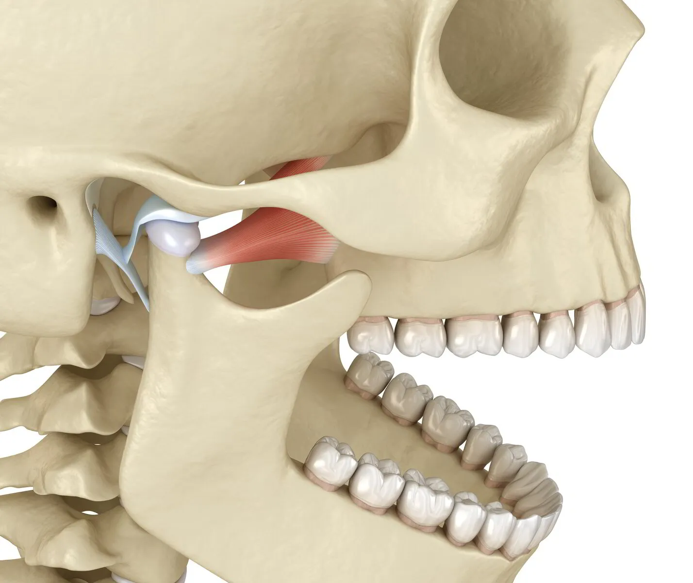 Temporomandibular Joint Dysfunction Webinar - Basic Intro