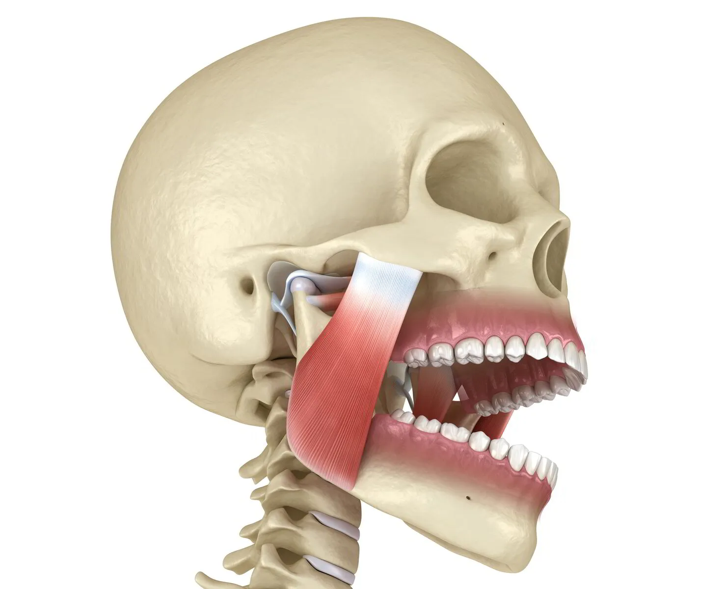 Temporomandibular Joint Dysfunction Webinar - ROM and Stressing