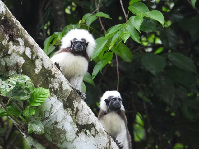 Avistamiento de primates en Surikí