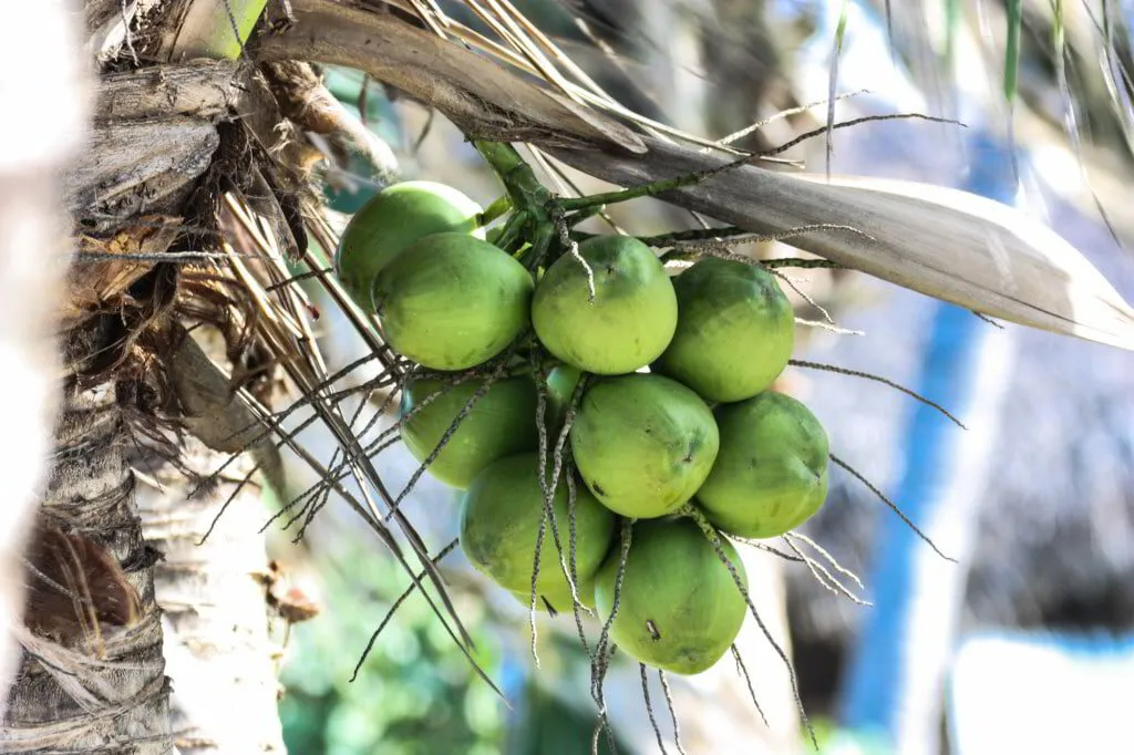 Free coconuts in Cabarete