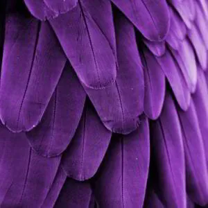 Color Psychology of the color purple