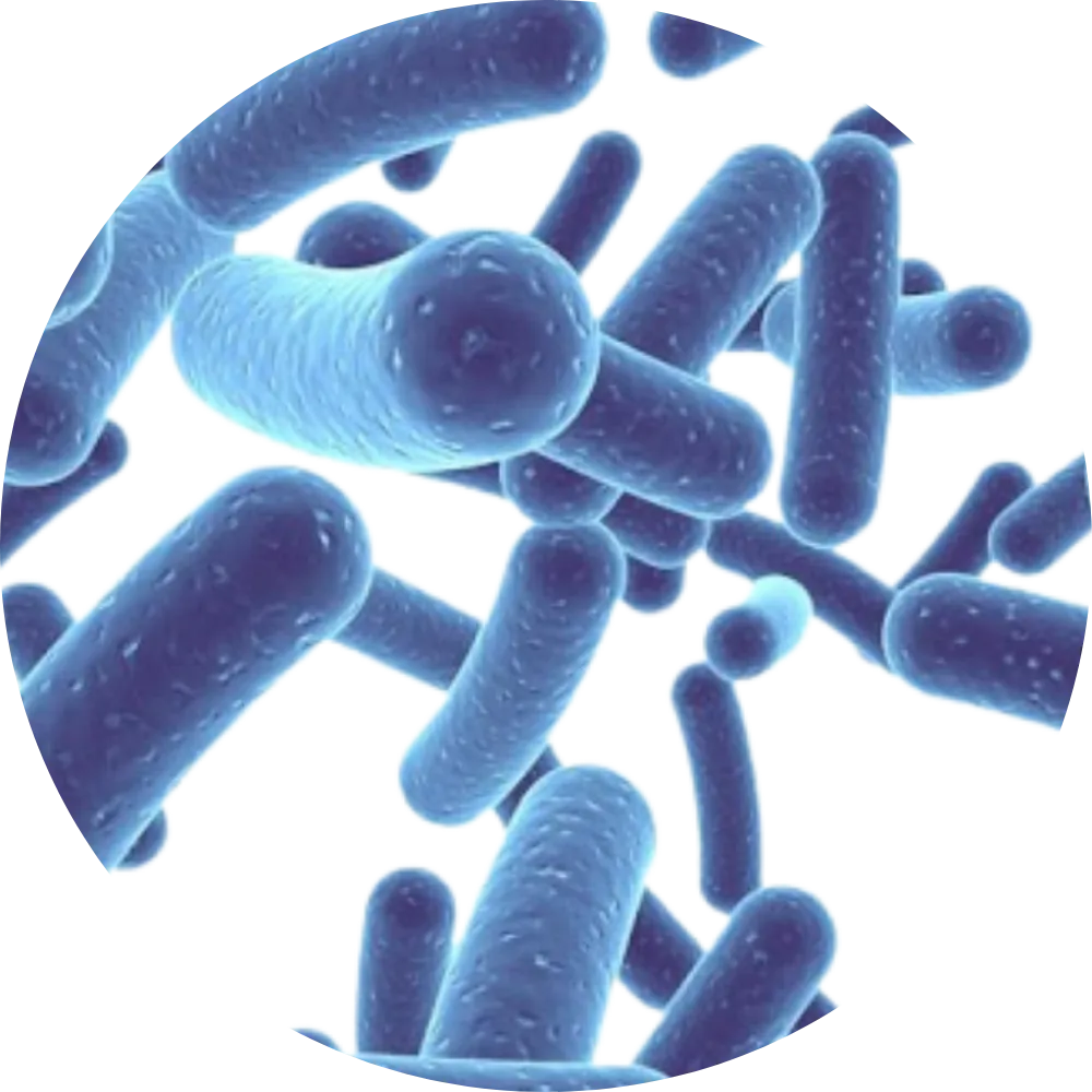 Lactobacillus acidophilus