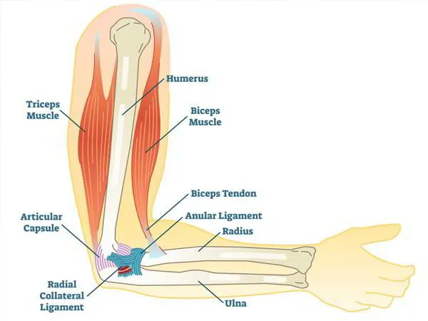 Elbow Ligament Reconstruction Surgeon Dr. Pradyumna