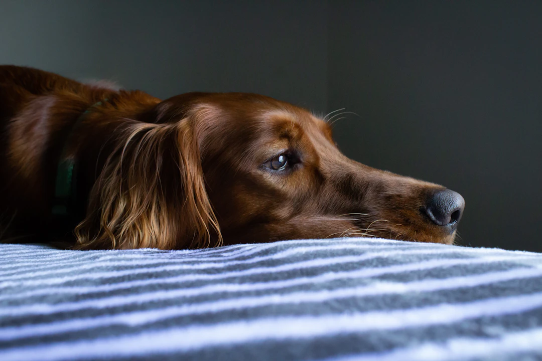 Helping Your Grieving Dog: Tips For Coping With Loss
