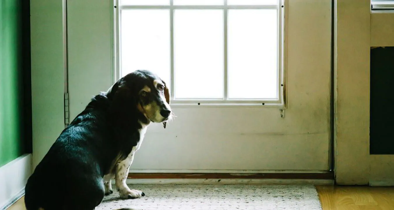 Essential Tips To Successfully House Train Older Dogs