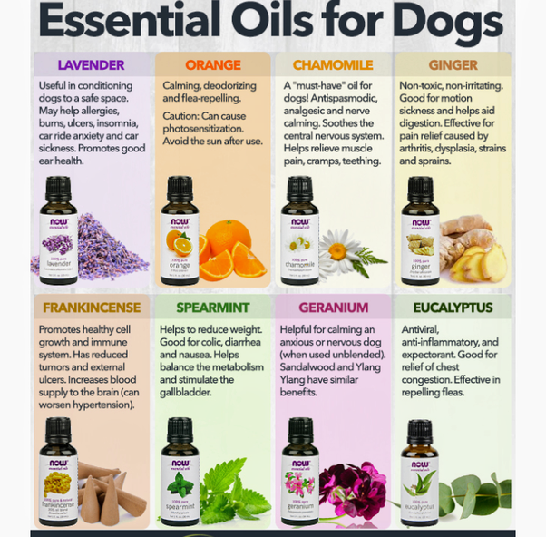 How To Safely Use Essential Oils On Your Dog
