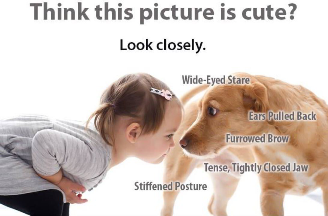 Keep Kids Safe Around Dogs