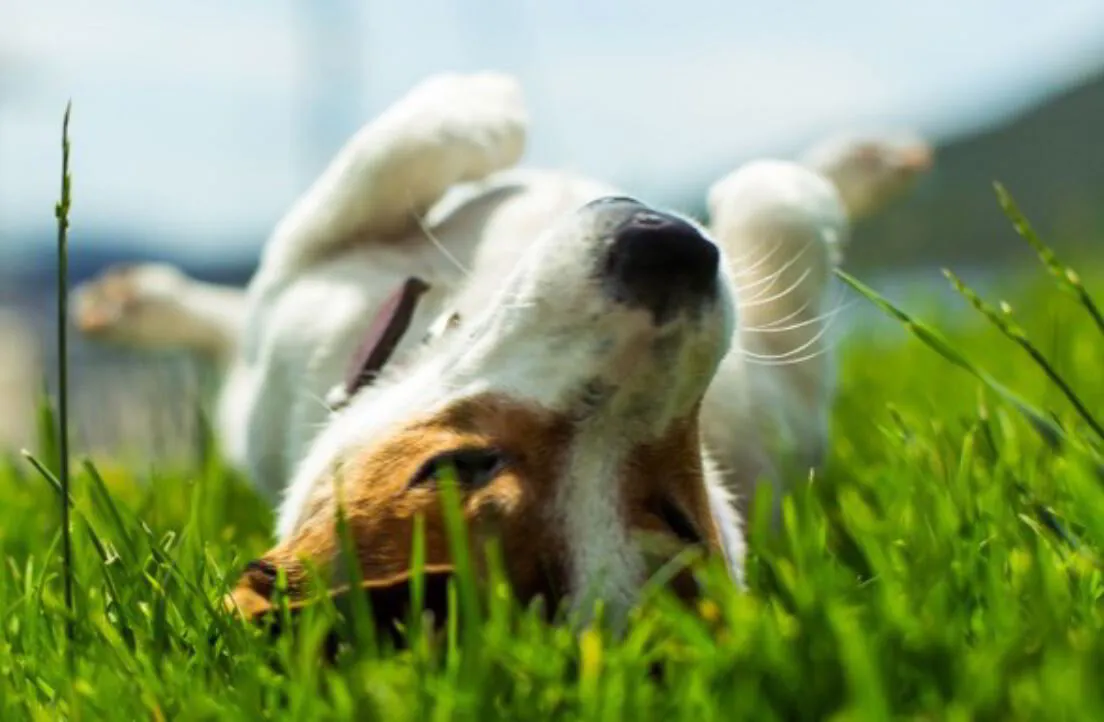 Learned Helplessness In Dogs