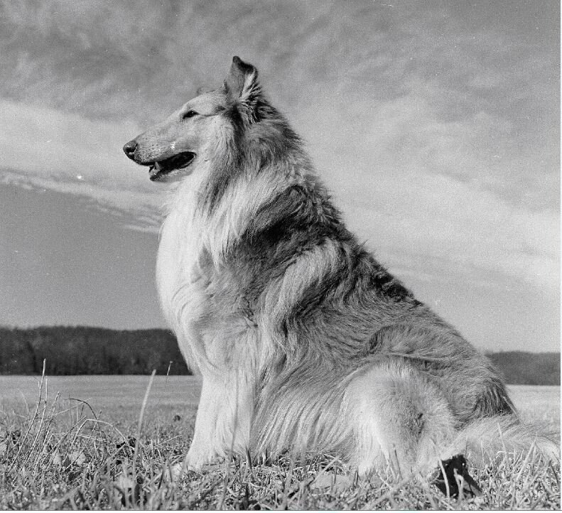 The Original 'Lassie' Dog, Pal, Lived to Be Almost 20 and Came to Set Even  After He Retired