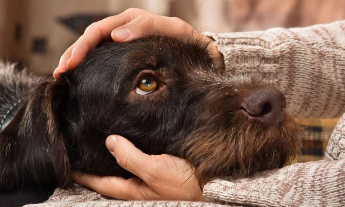 Stress And Anxiety In Pets