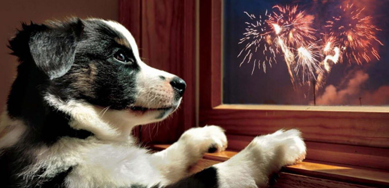 Tips For Fear Of Fireworks