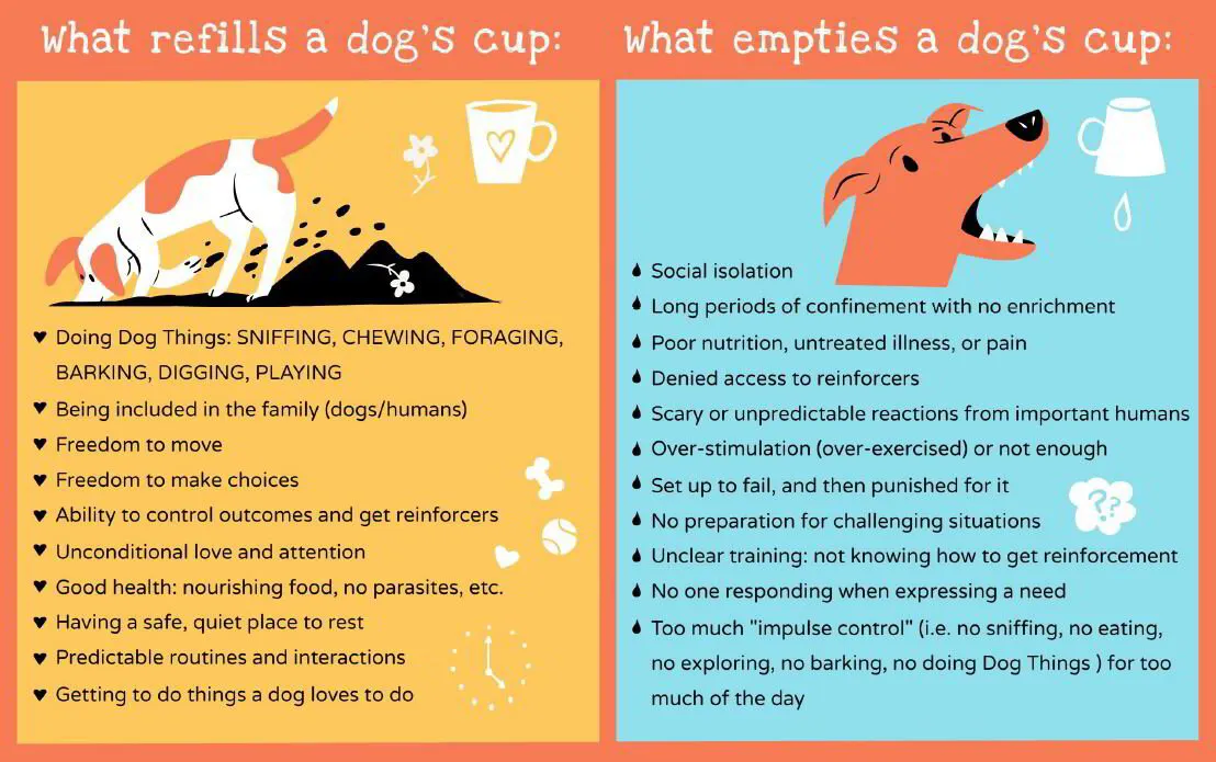 https://content.app-sources.com/s/3209010094841536/uploads/Images/What-Fills-and-Empties-A-Dogs-Emotional-Cup-8891850.jpg?format=webp