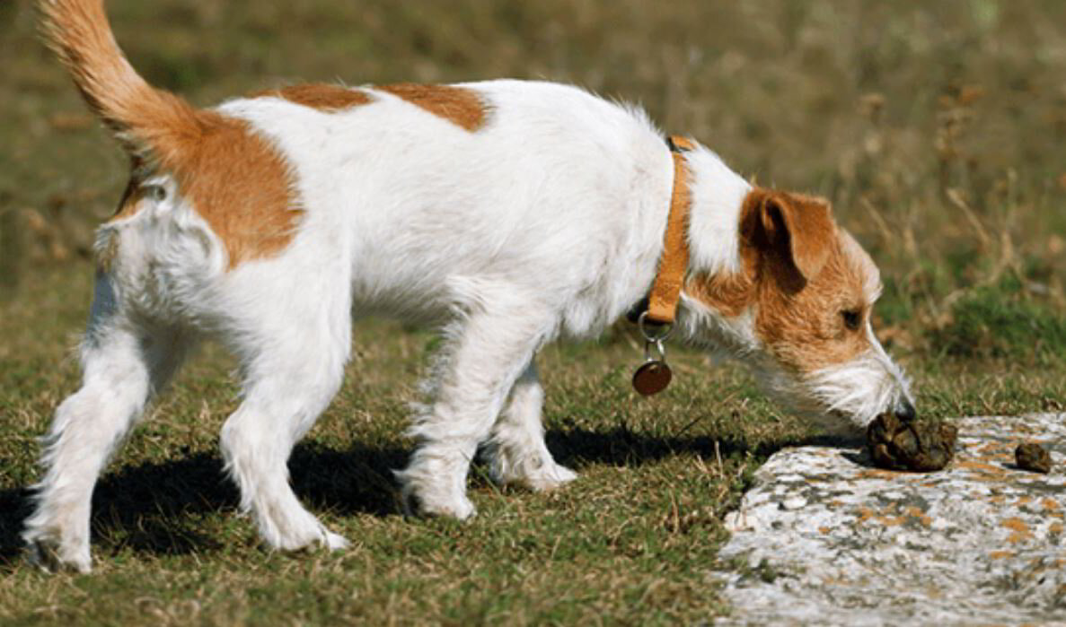 Why Does My Dog Eat Poop?