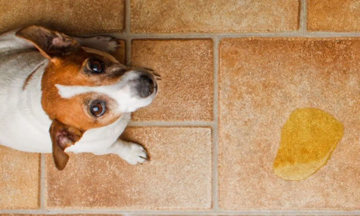 Why Does My Female Dog Urine Mark?