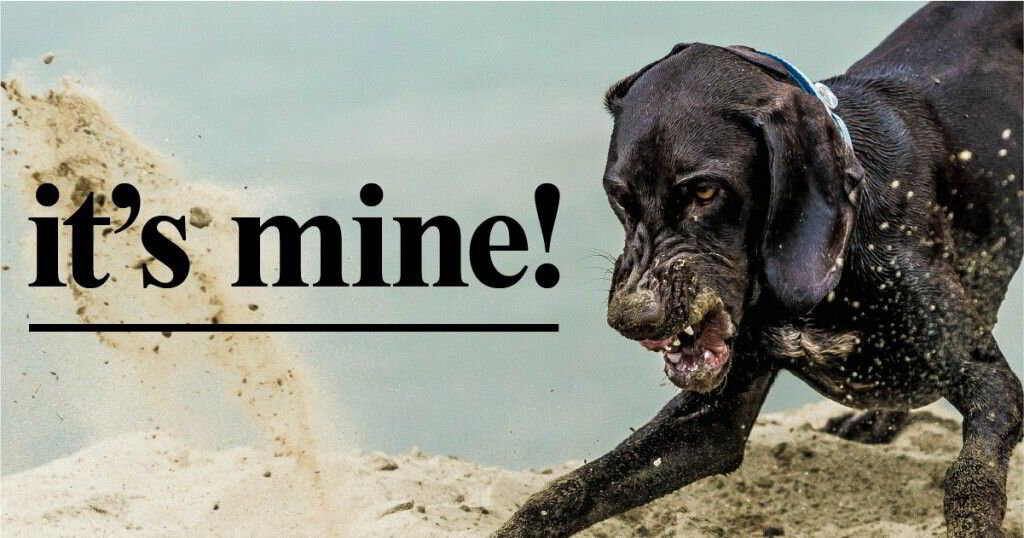 Why Does My Dog Protect His Possessions?