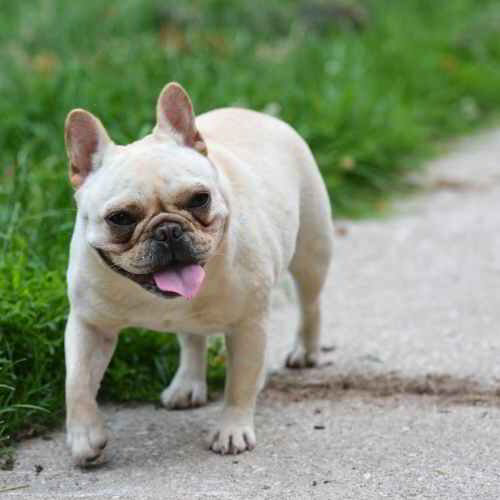 Frenchies For Sale At Junior S Pet House Pet Store In Mcallen Tx