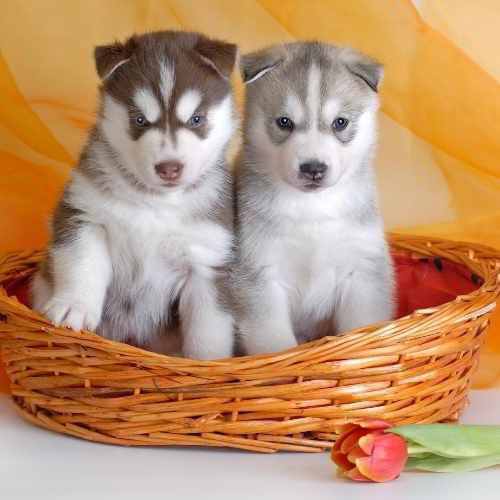 Huskies For Sale At Junior S Pet House Pet Store In Mcallen Tx