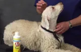 Lagotto Grooming Guide Video Set
