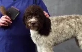 Lagotto Grooming Guide Video Set