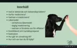 Medicinering vid beteendeproblematik - en introduktion till dig som hundägare