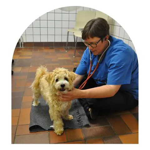 hjärtauskultation på glad hund hos veterinären