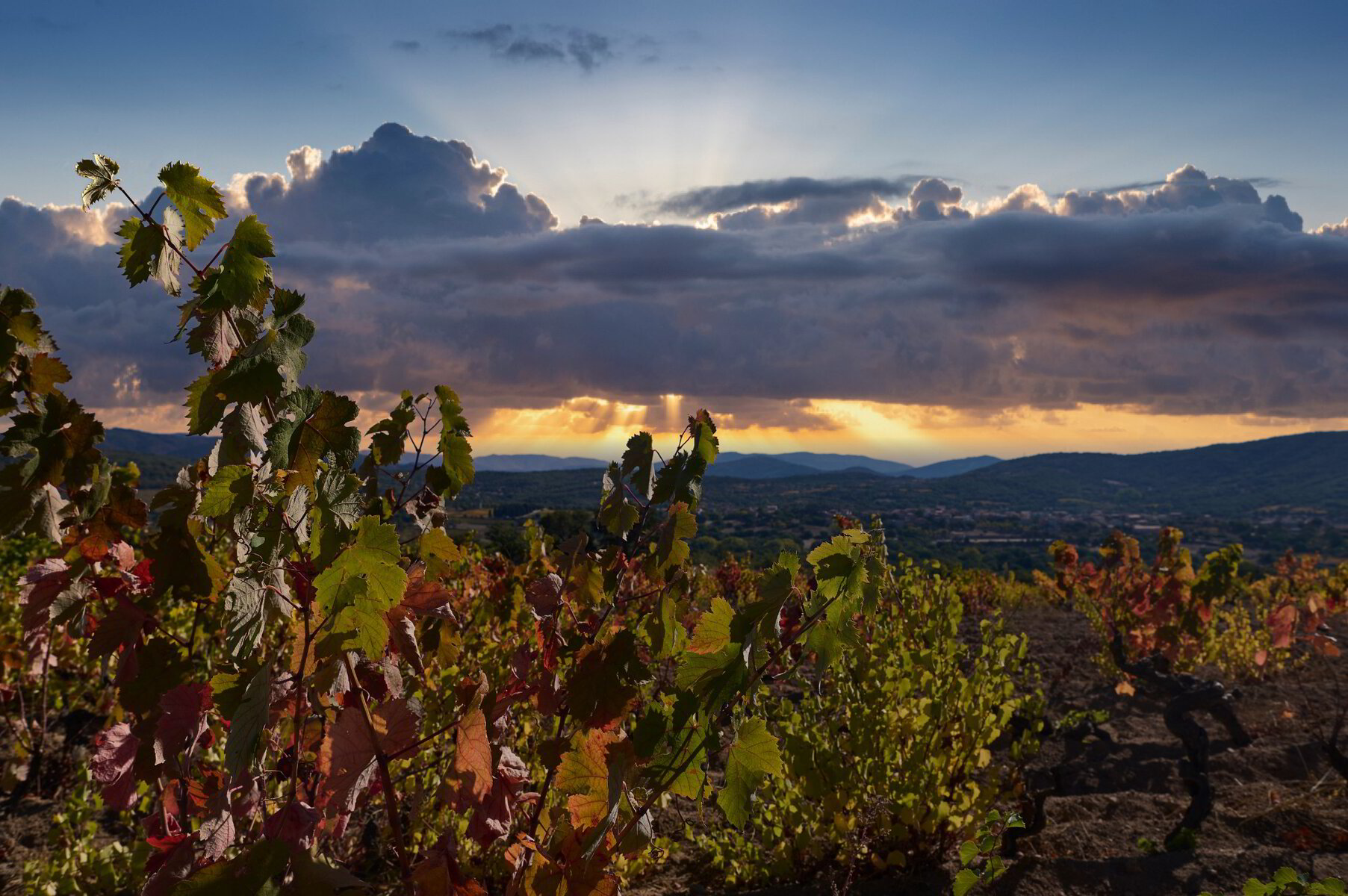 Vitivinicola Etzo — foto 4