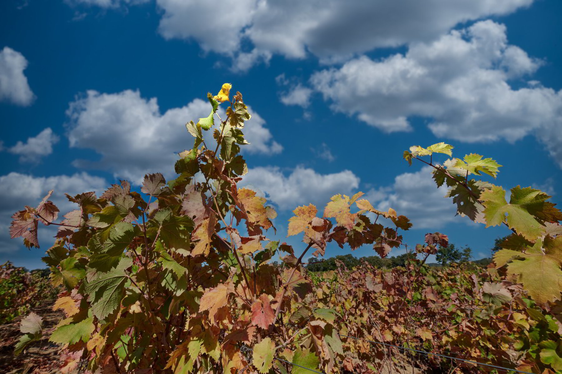 Vitivinicola Etzo — foto 5
