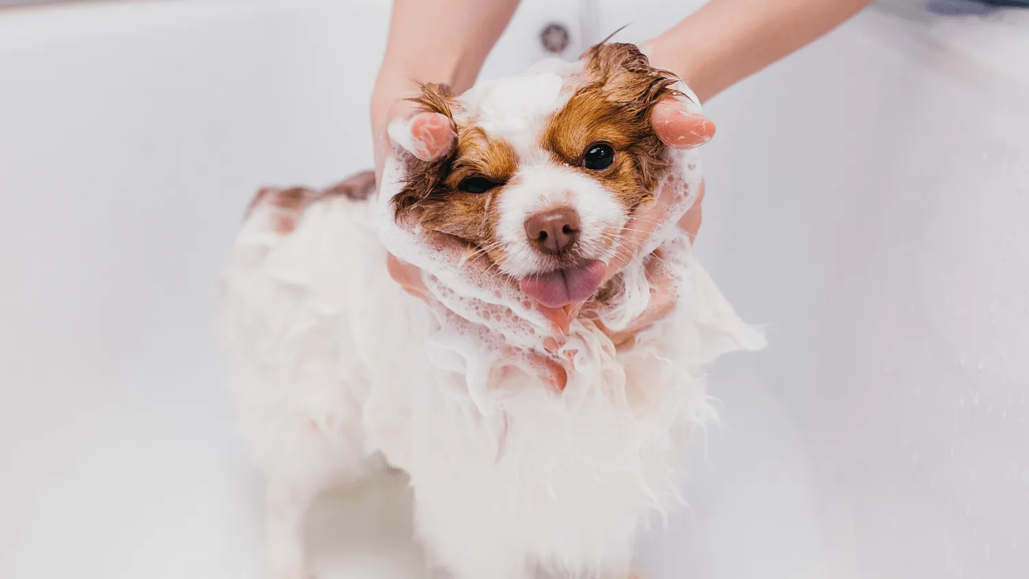 SEO for Pet Grooming