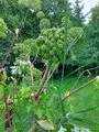 Grote Engelwortel (Angelica archangelica)