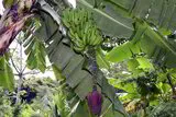Dwarf Cavendish Bananenplant (Musa acuminata) zaden