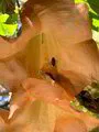 Engelentrompet (Brugmansia versicolor) zaden