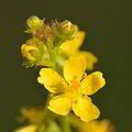Agrimonie (Agrimonia eupatoria) zaden