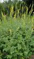 Agrimonie (Agrimonia eupatoria) zaden