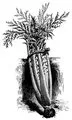 Kardoen (Cynara cardunculus) zaden