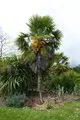 Chinese waaierpalm (Trachycarpus fortunei) zaden