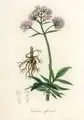 Echte Valeriaan (Valeriana officinalis) 