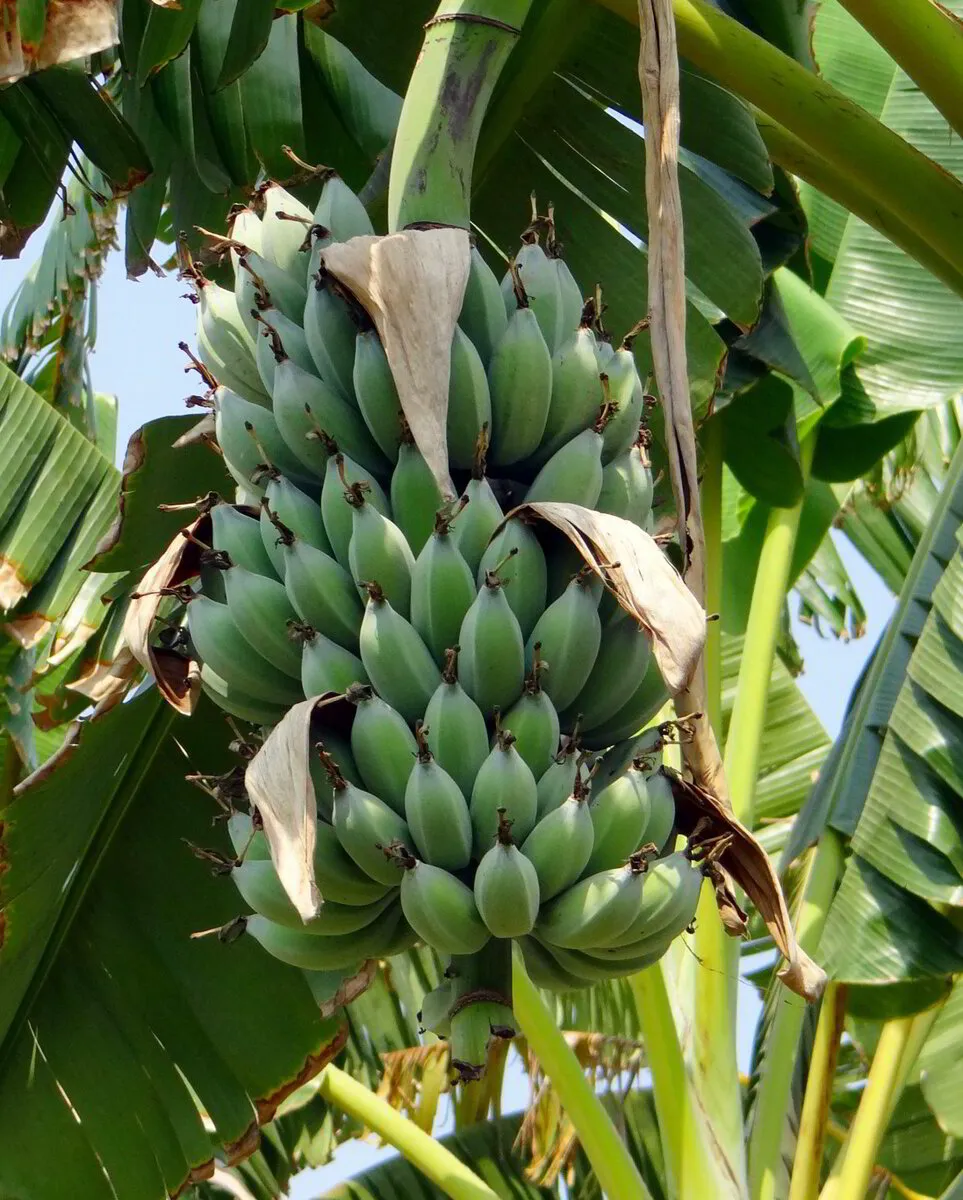 Dwarf Cavendish Bananenplant (Musa acuminata) zaden