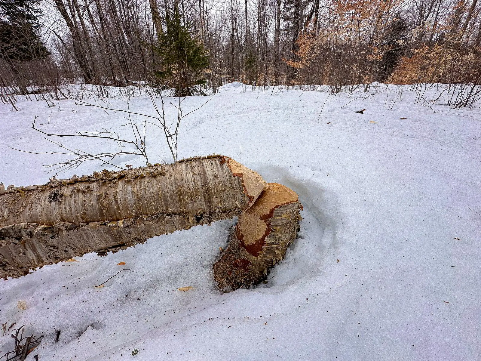 Beavers & Rewilding