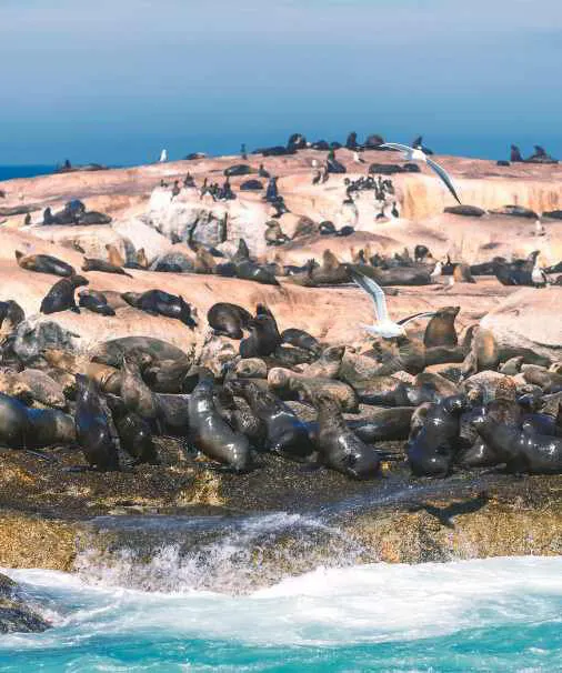 Hout Bay Cape Fur Seals Seal Island