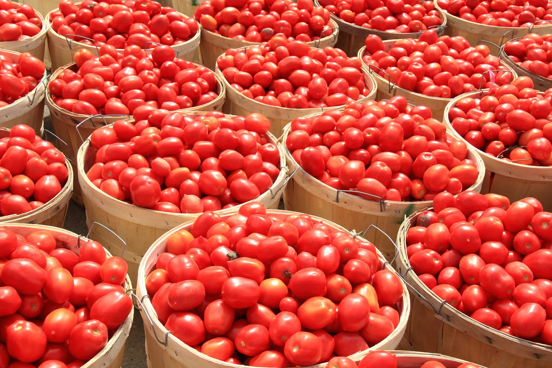 Roma Tomatoes - Bushel