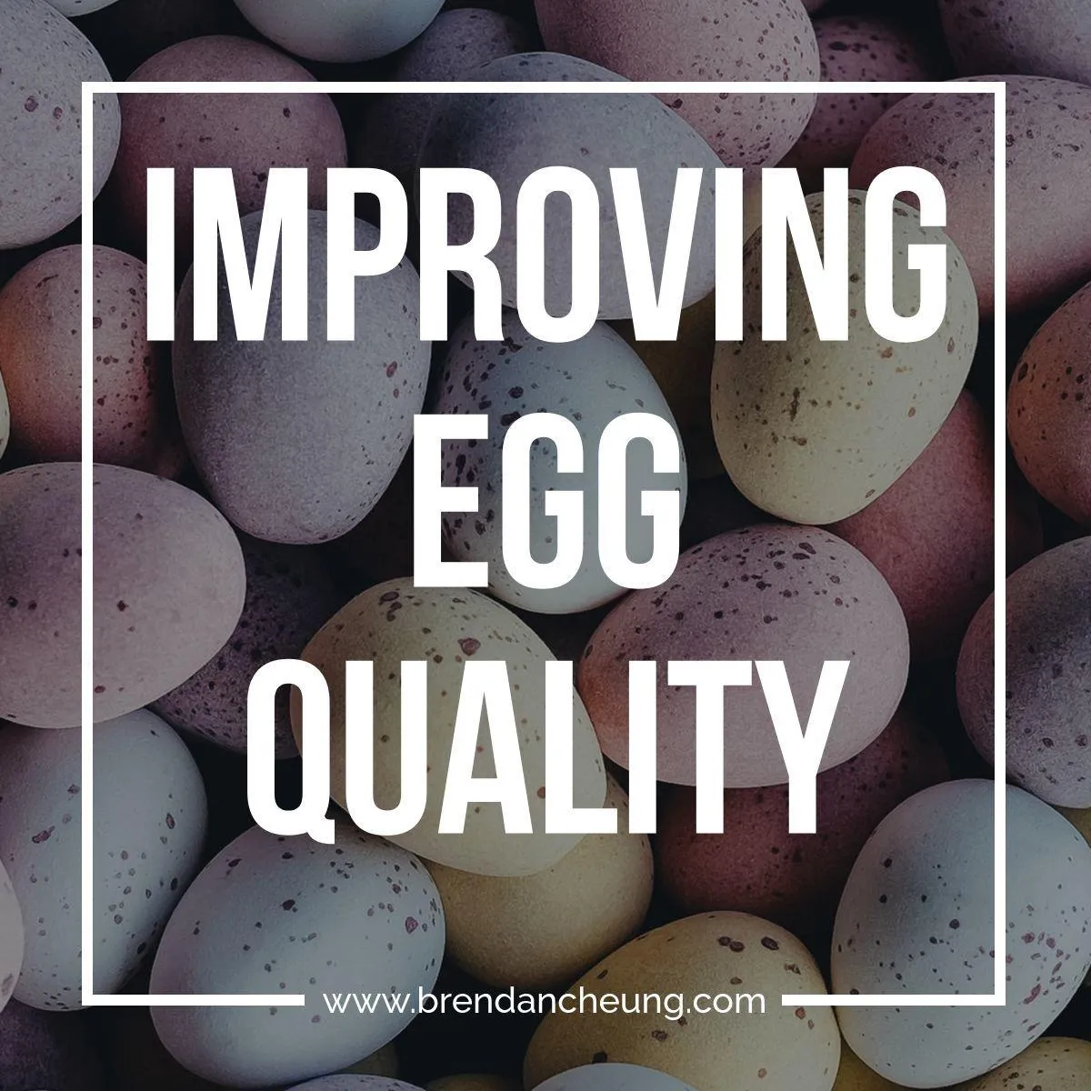 Improving Egg Quality