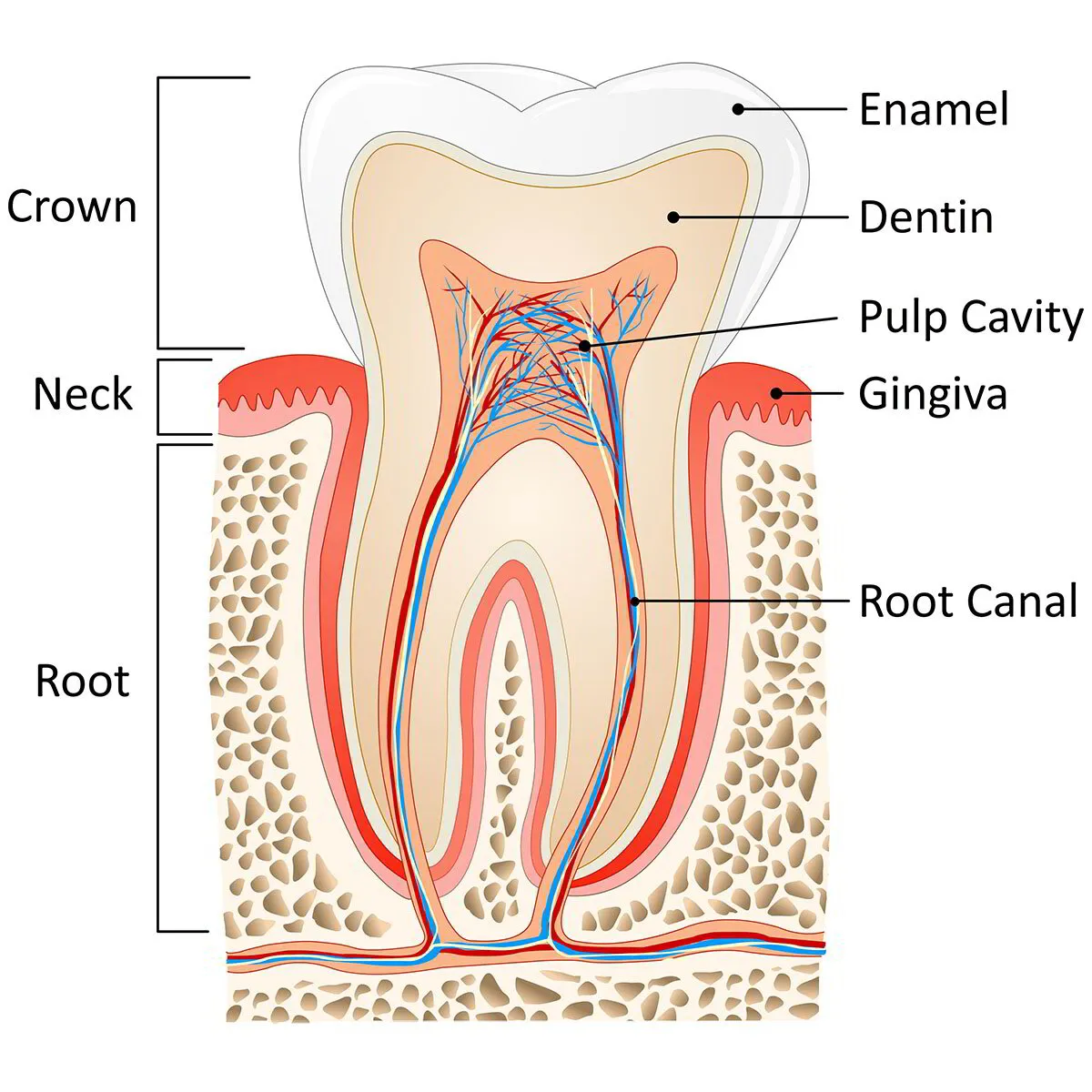 best treatment of root canal 